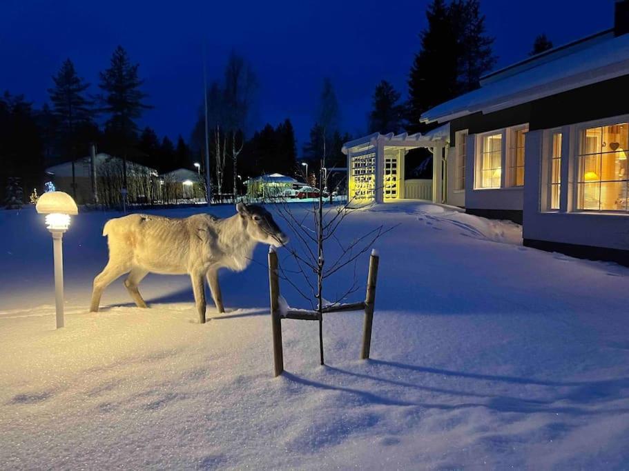 Kielo In Center Near All The Main Spots Rovaniemi Buitenkant foto